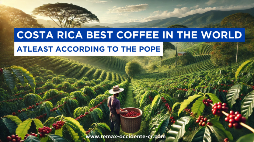 Costa Rican coffee farm. It beautifully highlights the expansive rows of coffee plants and the stunning natural surroundings.