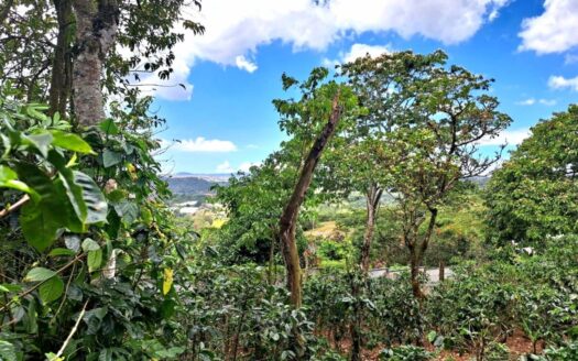 Land for Sale, Naranjo –