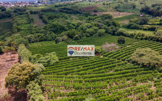 Farm to sale, Poas Alajuela –