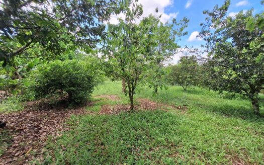 Land for sale Pital, San Carlos –
