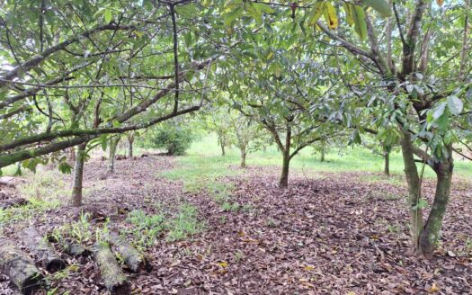 Land for sale Pital, San Carlos –