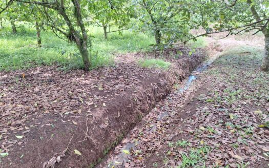 Land for sale Pital, San Carlos –
